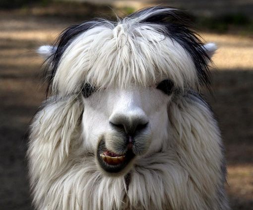 lama alpaka lama alpaka